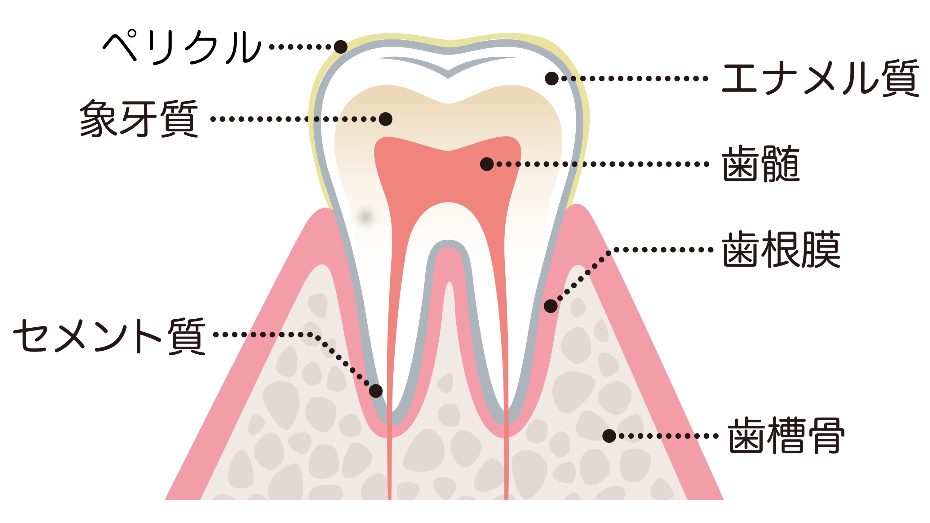 歯 の 成分